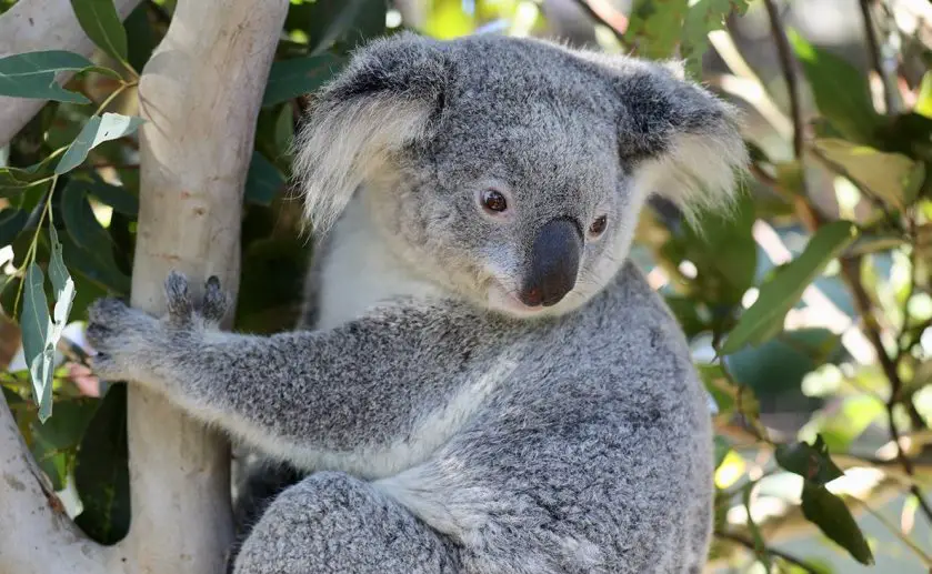 Koala Joey Australian Reptile Park
