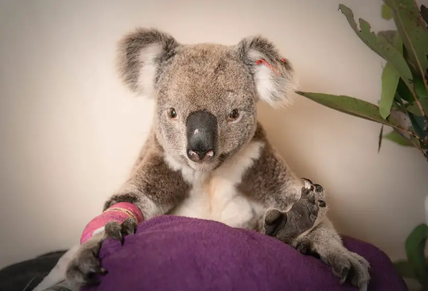 koala Australia zoo wildlife hospital