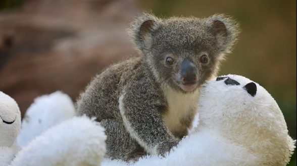 koala Australian reptile park