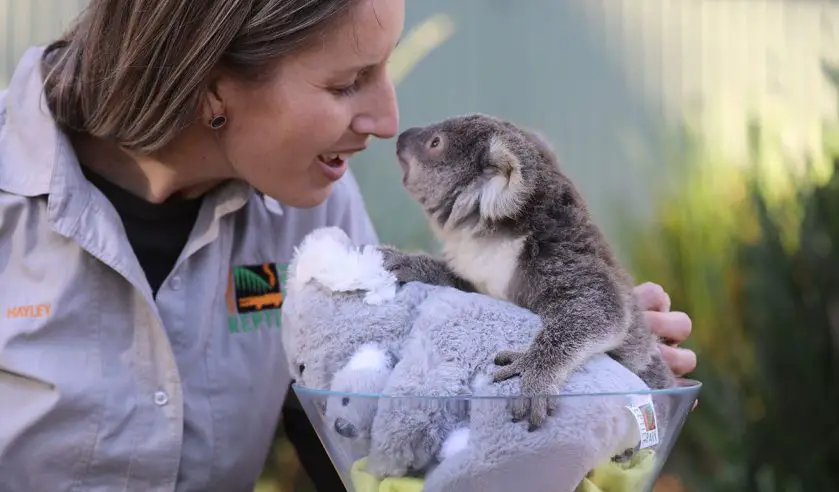 australian reptile park koala joey