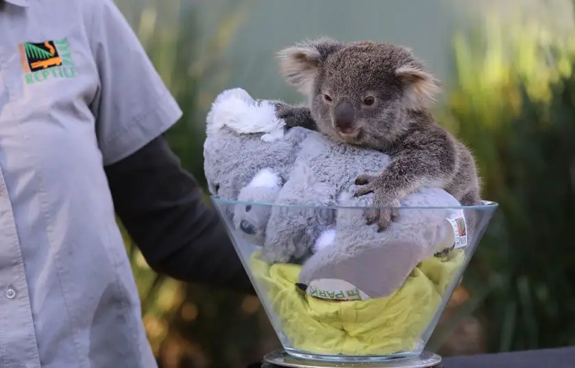 australian reptile park koala joey