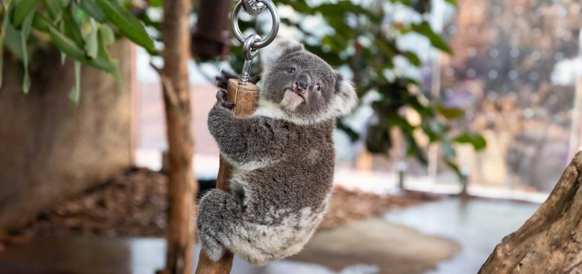 Koala Joey WILD LIFE Sydney Zoo