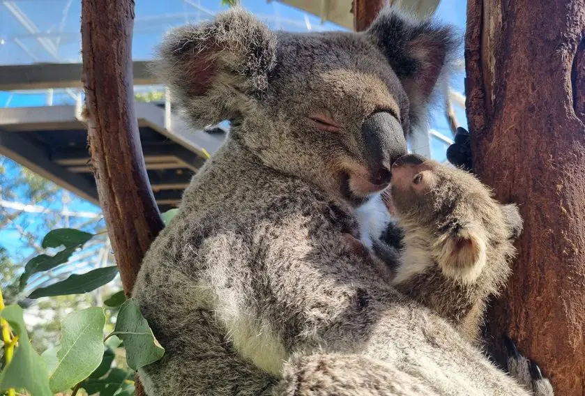 WILD LIFE Sydney Zoo Koala Joey