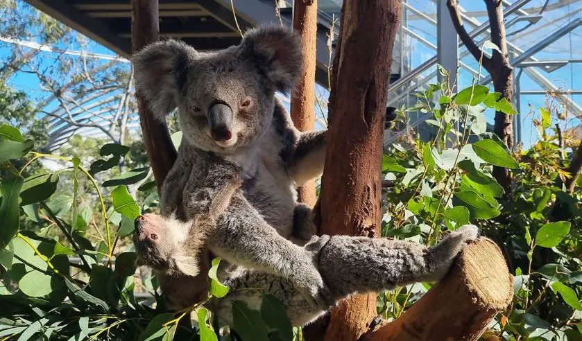 WILD LIFE Sydney Zoo Koala Joey
