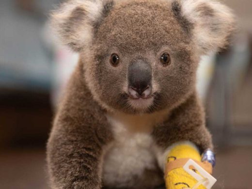 Koala in Car Grill at Australia Zoo