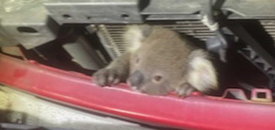 Koala in Car Grill at Australia Zoo
