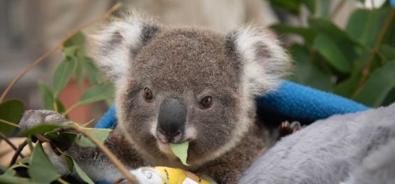 Koala in Car Grill at Australia Zoo