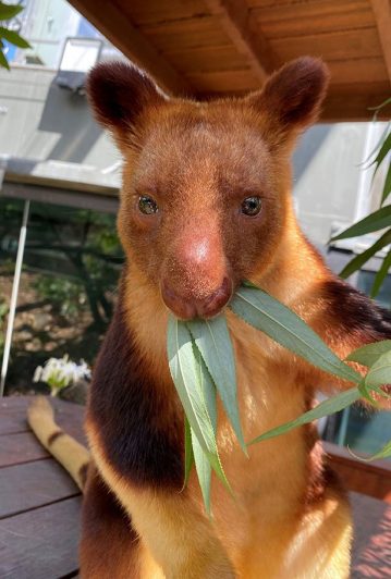 goodfellow's tree kangaroo hops in to Wild Life Sydney Zoo
