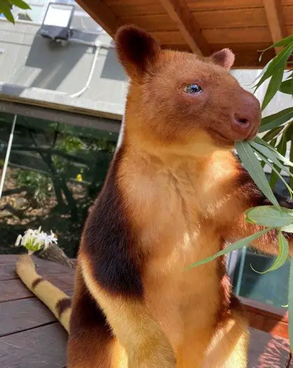 goodfellow's tree kangaroo hops in to Wild Life Sydney Zoo