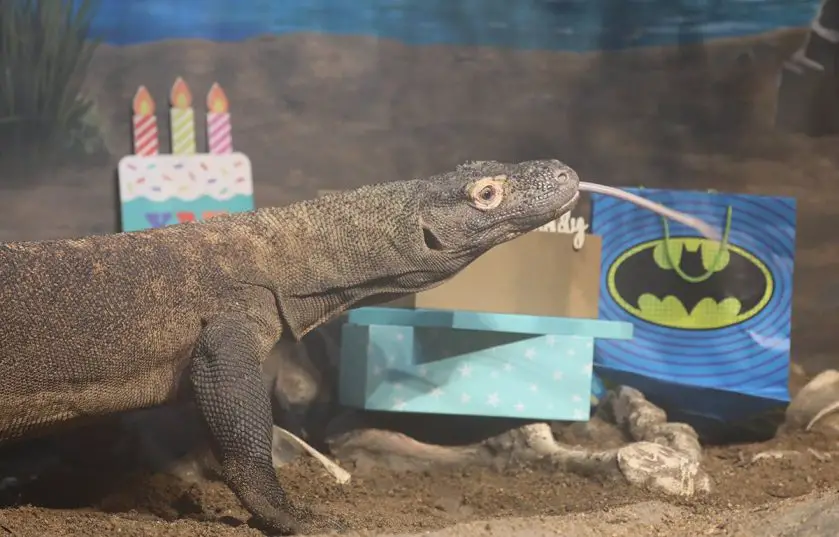Komodo Dragon Birthday Australian Reptile Park