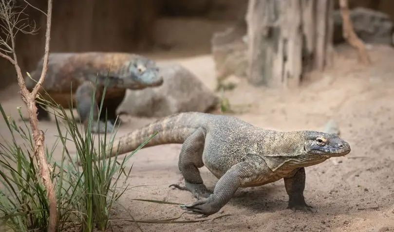 australia zoo komodo dragon breeding