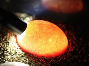 Komodo Dragon Lays Eggs Australian Reptile Park