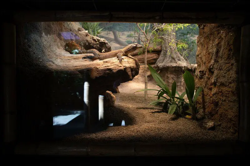 New Komodo Dragon Habitat at Woodland Park Zoo
