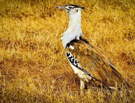 kori bustard