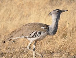 kori bustard