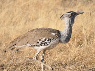 kori bustard