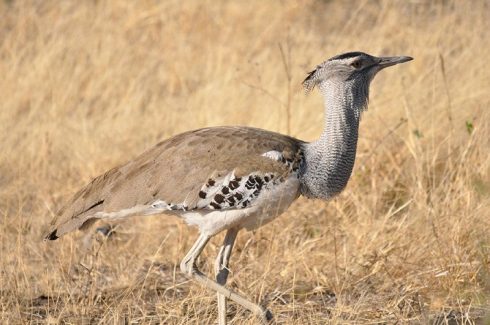 kori bustard