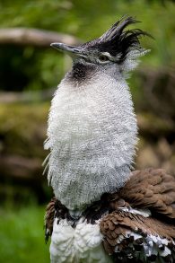 kori bustard
