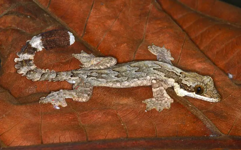 kuhl's flying gecko