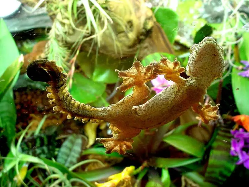 kuhl's flying gecko