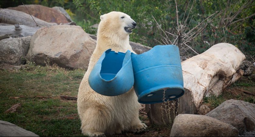 Polar Bear Move Columbus Zoo
