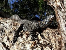 Lace Monitor
