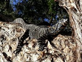 Lace Monitor