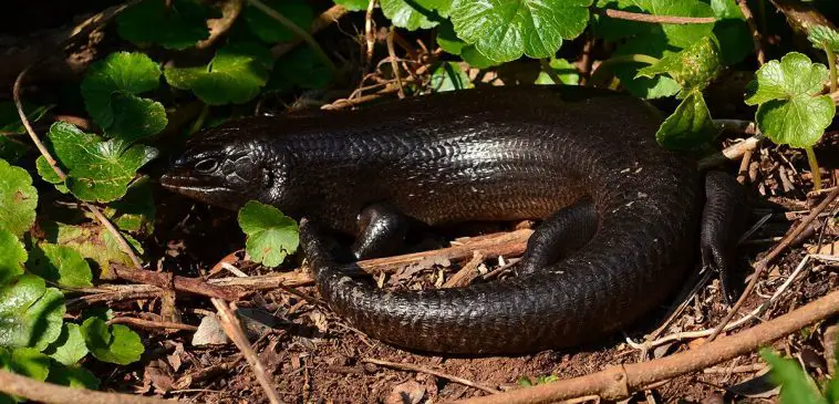 Land mullet
