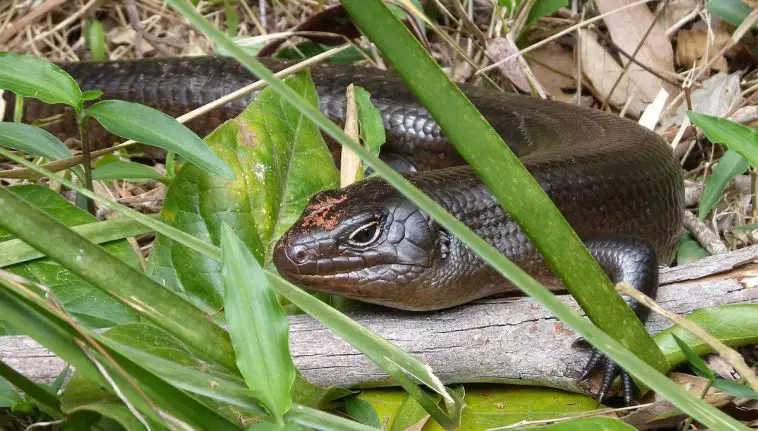 Land mullet