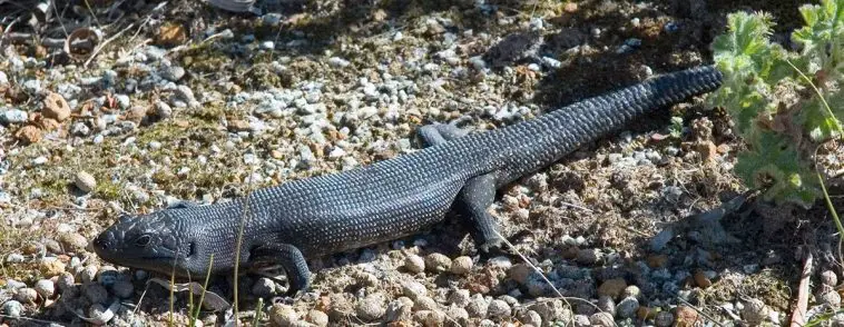 Land mullet