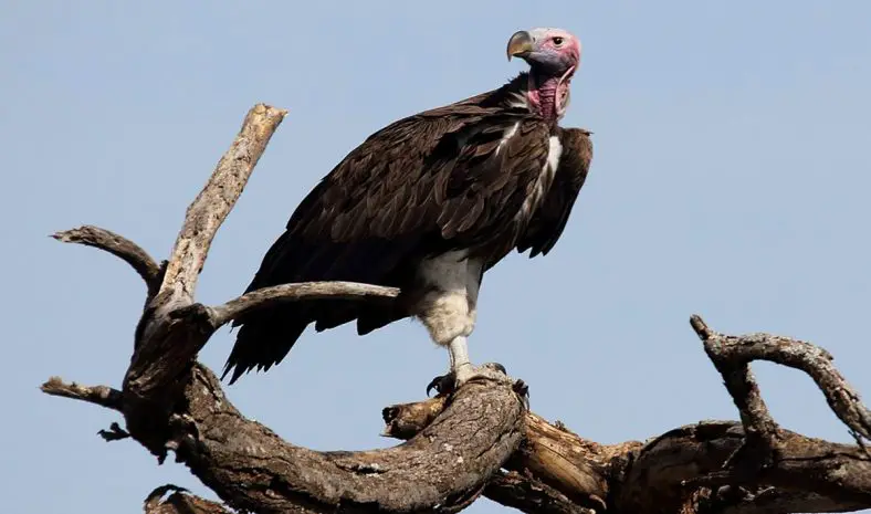Lappet-Faced Vulture