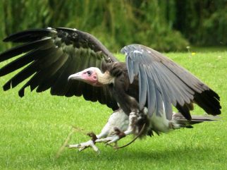 Lappet-Faced Vulture
