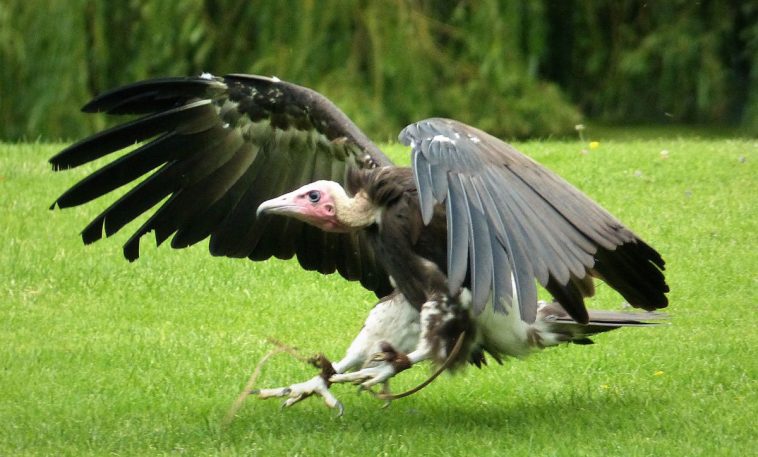 Lappet-Faced Vulture