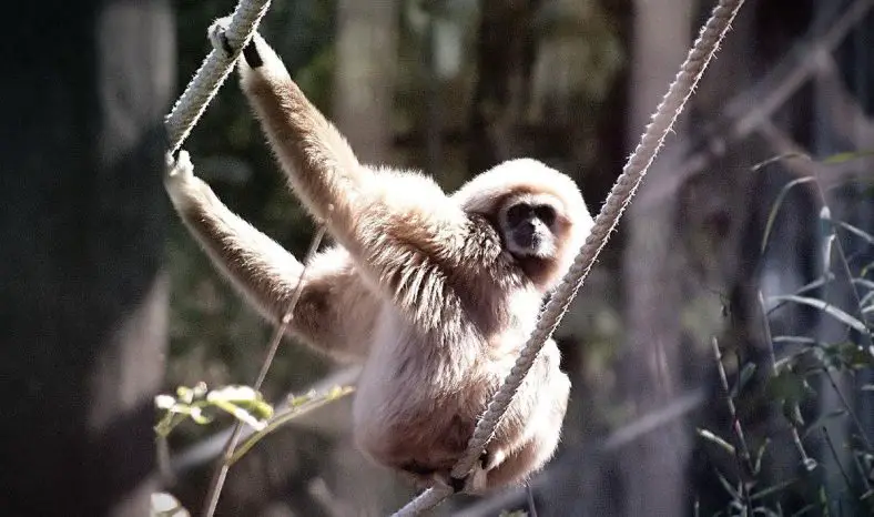 Lar Gibbon