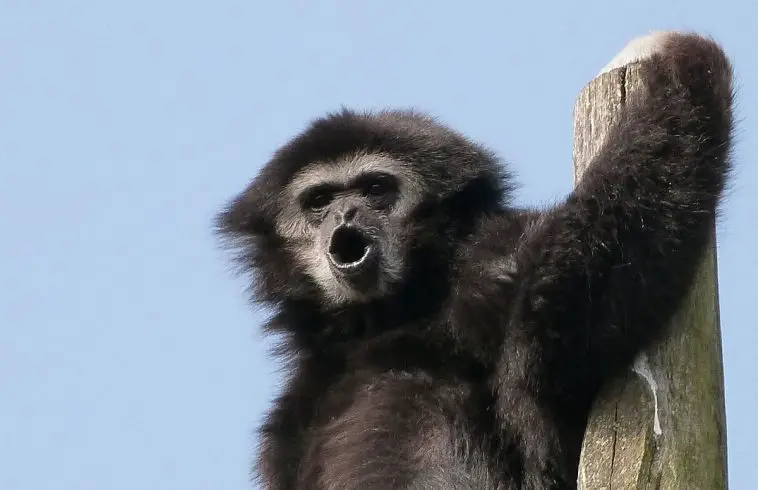 Lar Gibbon