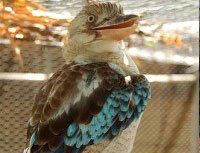 Laughing kookaburra