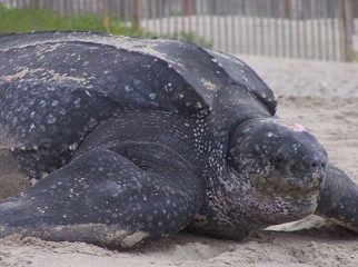 leatherback sea turtle