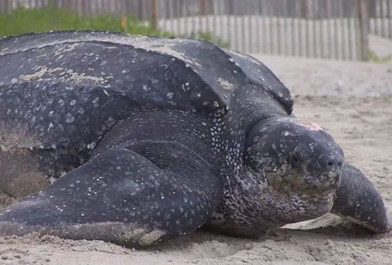 leatherback sea turtle