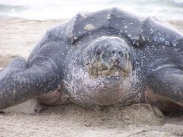 leatherback sea turtle