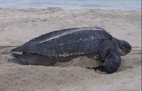 leatherback sea turtle