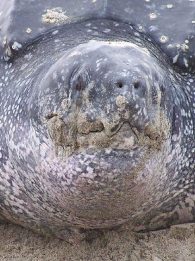 leatherback sea turtle