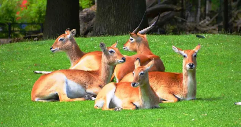 Lechwe