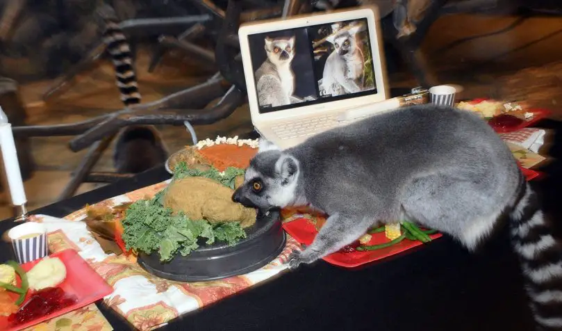brookfield zoo lemurs thanksgiving