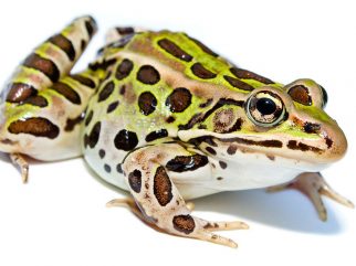 Northern Leopard Frog