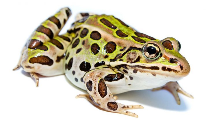 Northern Leopard Frog