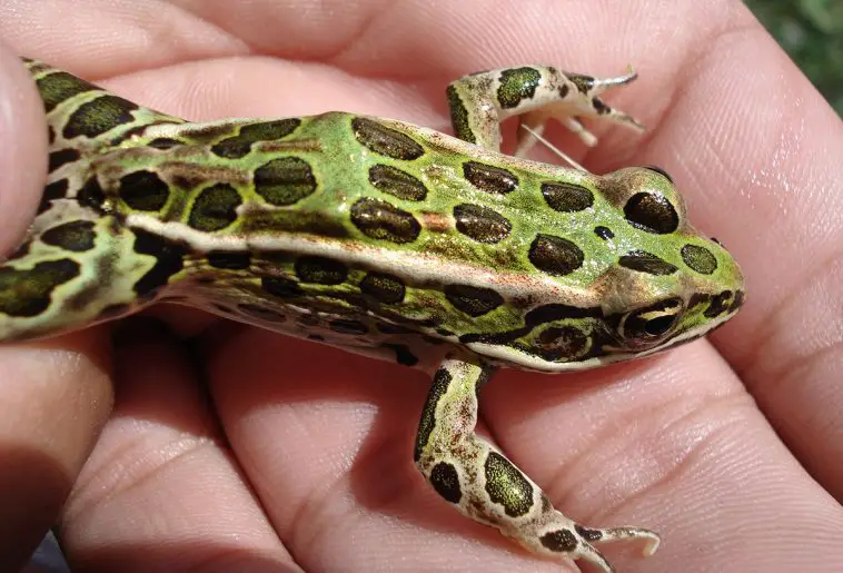 Northern Leopard Frog