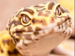 Leopard Gecko