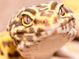 Leopard Gecko