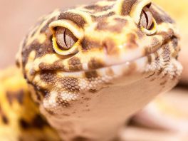 Leopard Gecko