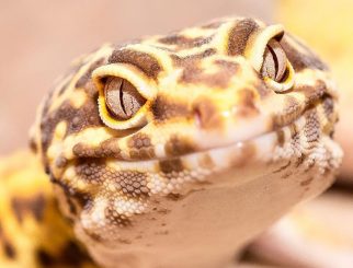 Leopard Gecko